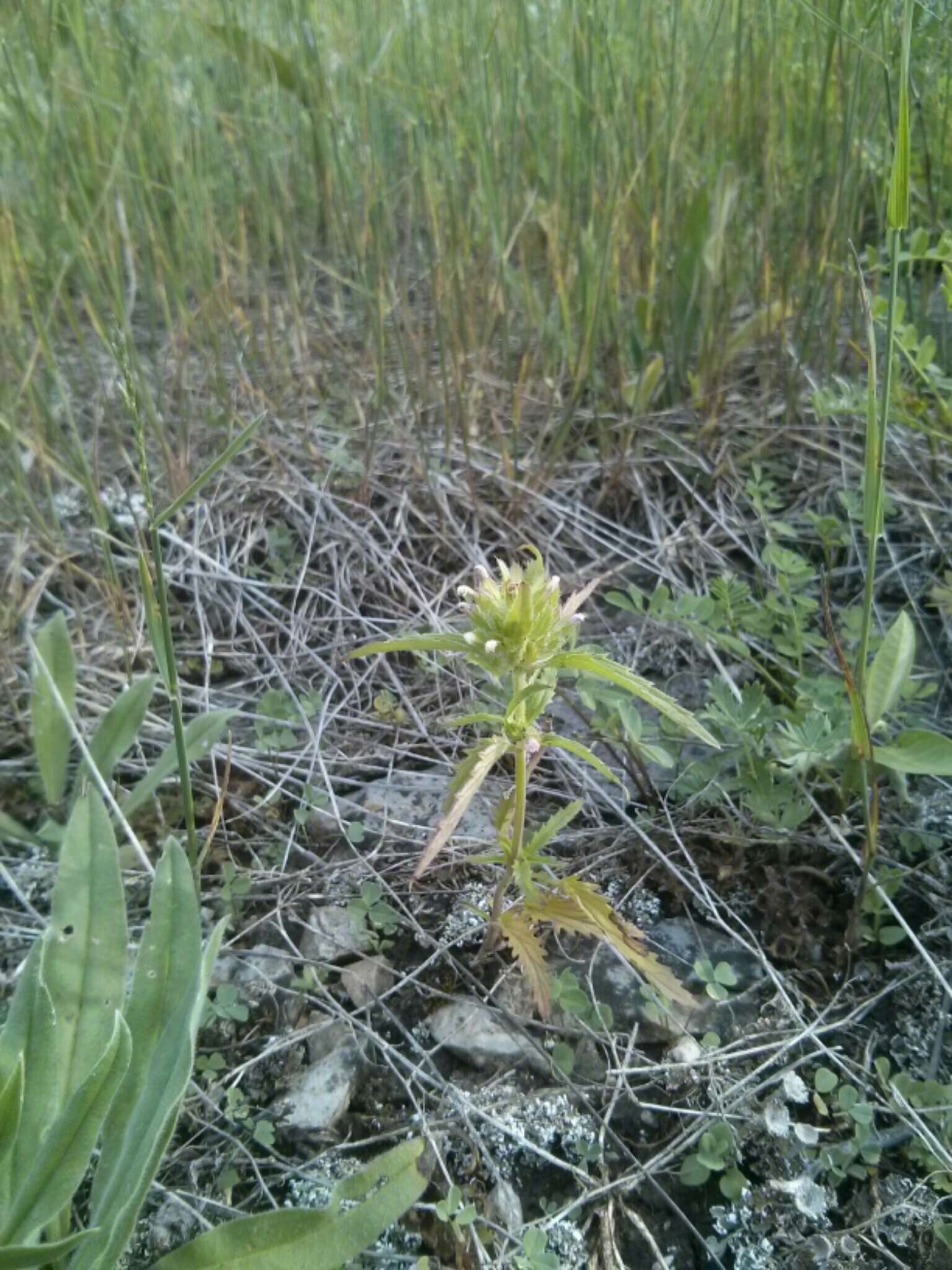 Image de dracocéphale à petite fleur