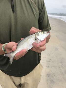 Image of bluefishes