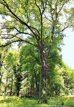 Image of Eurasian elm