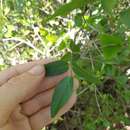 Image of pineland butterfly pea