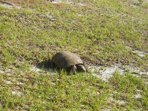 Image of (Florida) Gopher Tortoise