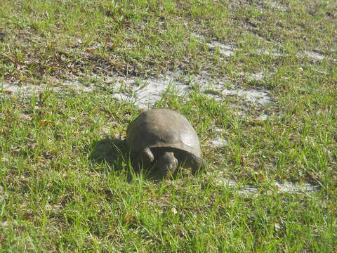 Image of (Florida) Gopher Tortoise