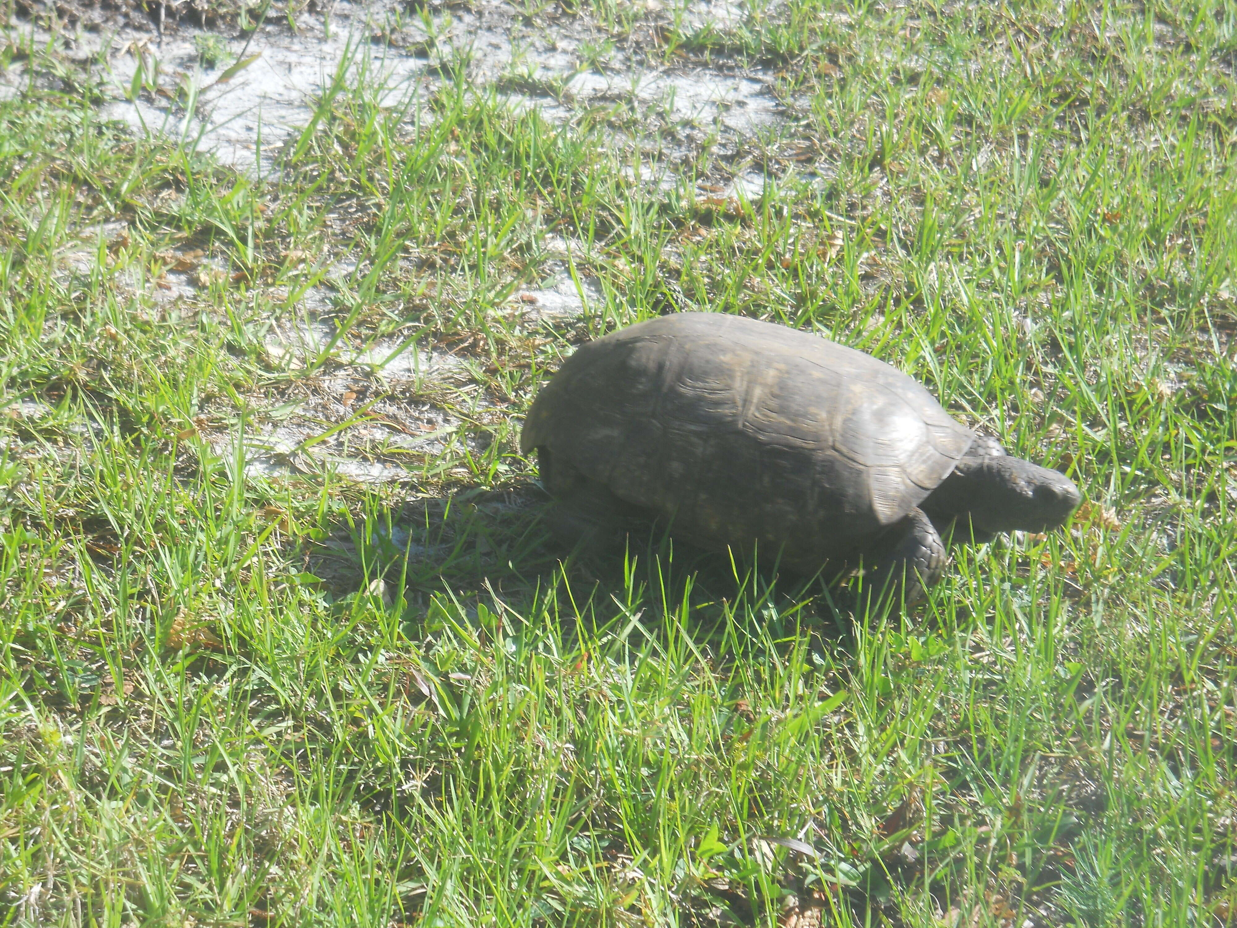 Image of (Florida) Gopher Tortoise