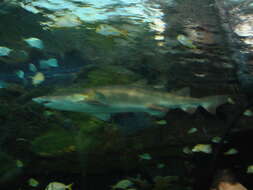 Image of Carcharias