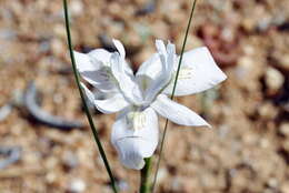 Image of Moraea fugax subsp. filicaulis (Baker) Goldblatt