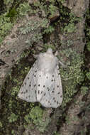 Image of white ermine