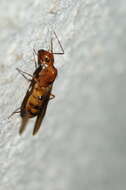 Image of Camponotus conspicuus (Smith 1858)