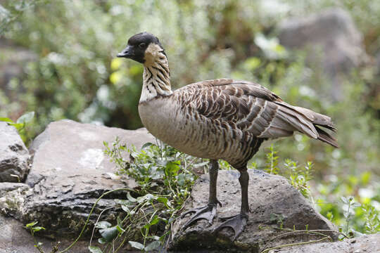 Plancia ëd Branta sandvicensis (Vigors 1834)