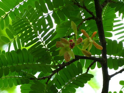 Image of tamarind