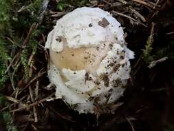 Image of Amanita orientigemmata Zhu L. Yang & Yoshim. Doi 1999