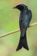 Image de Drongo bronzé