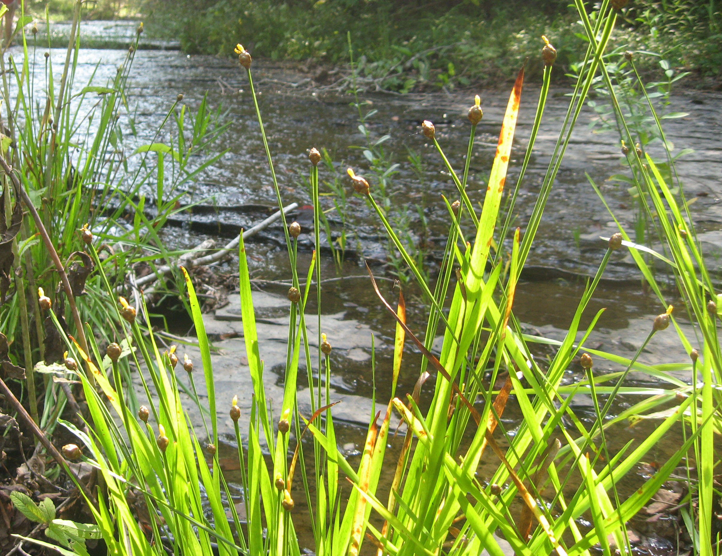 Image of Tennessee yelloweyed grass