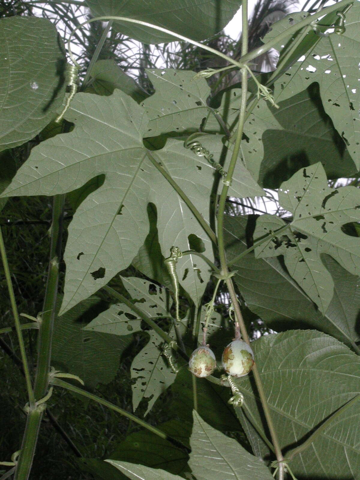 Image of Passiflora adenopoda