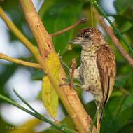 Image of Scaled Piculet