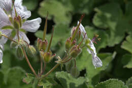 Imagem de Geranium renardii Trautv. ex Trautv., Regel, Maxim. & C. Winkl.