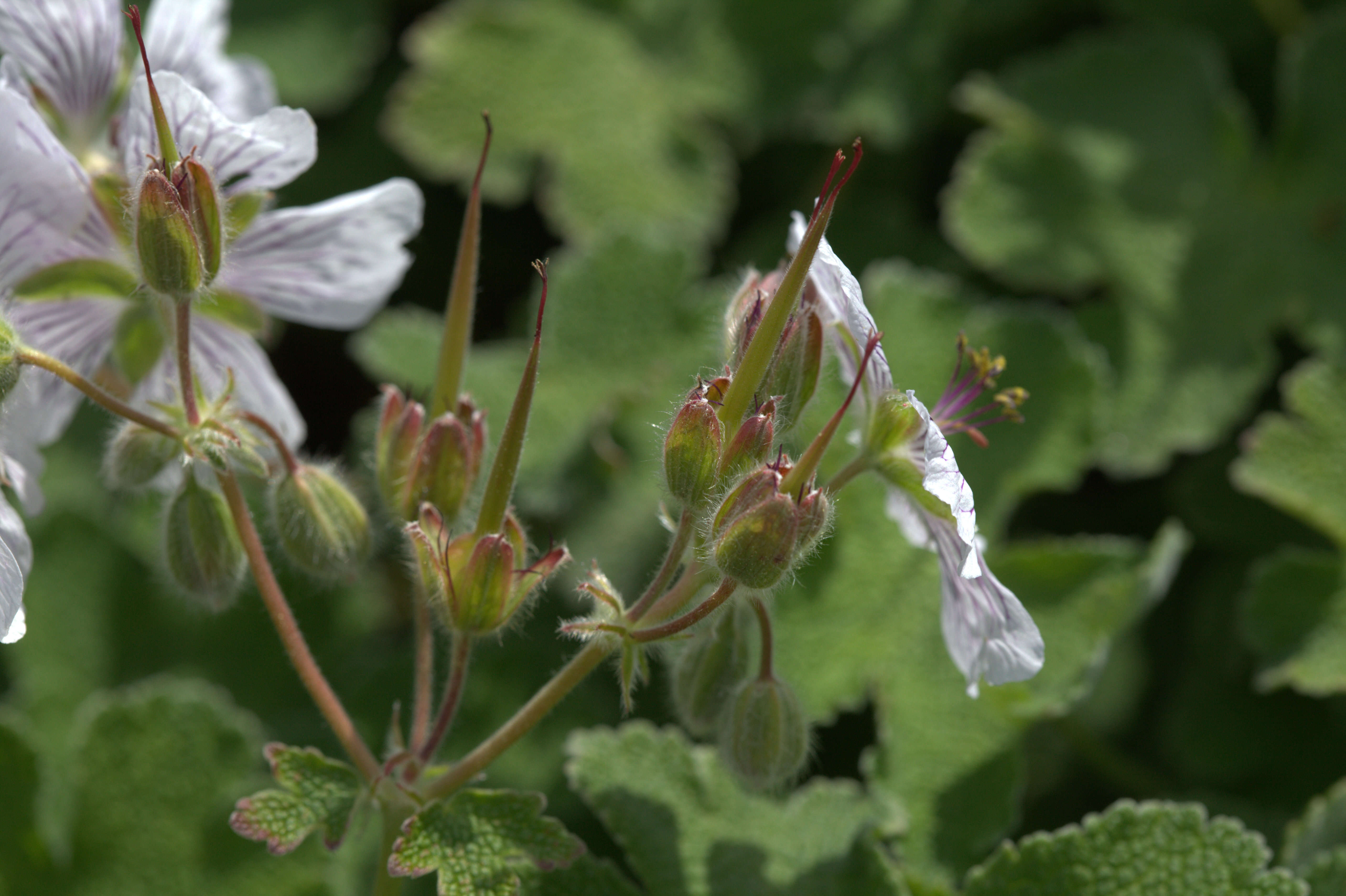 Imagem de Geranium renardii Trautv. ex Trautv., Regel, Maxim. & C. Winkl.