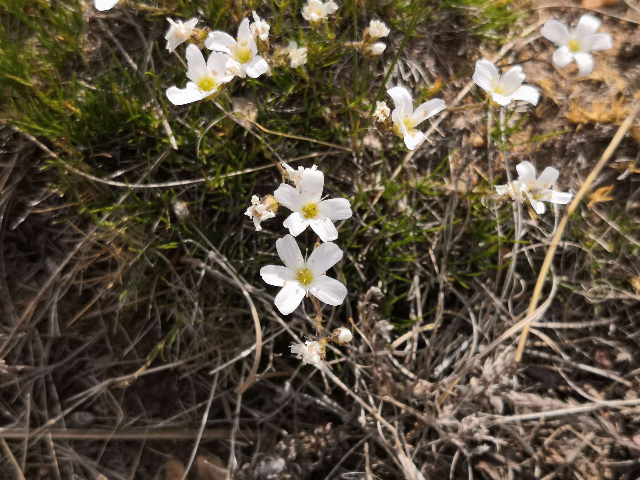 Image of Eremogone meyeri (Fenzl) Ikonn.