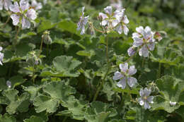 Imagem de Geranium renardii Trautv. ex Trautv., Regel, Maxim. & C. Winkl.