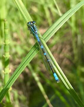 Plancia ëd Coenagrion lunulatum (Charpentier 1840)