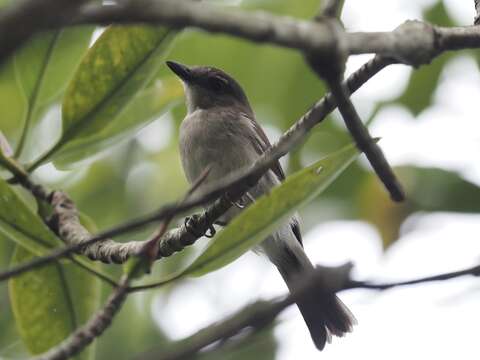 Image of Mangrove Whistler