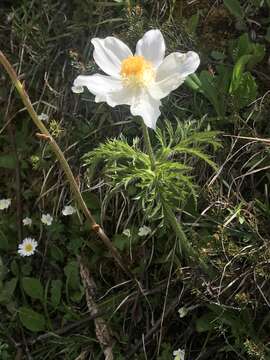 Image of Pulsatilla alpina subsp. alpina