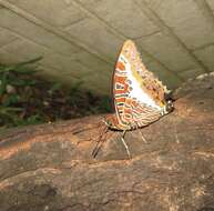 Charaxes brutus natalensis Staudinger 1886的圖片