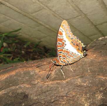 Image of Charaxes brutus natalensis Staudinger 1886