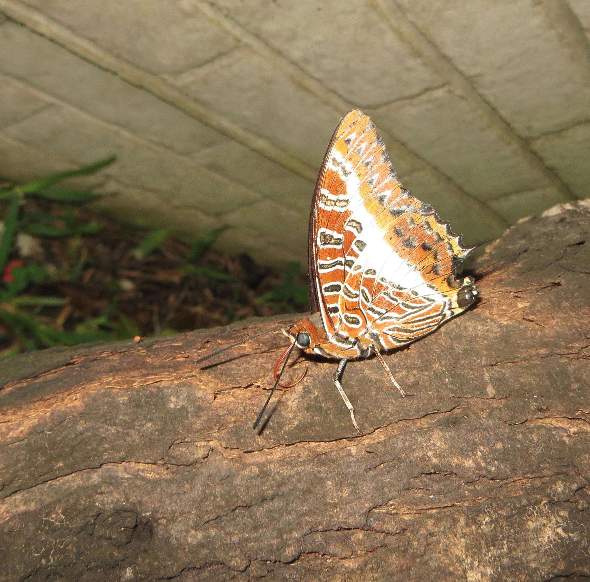 Imagem de Charaxes brutus natalensis Staudinger 1886