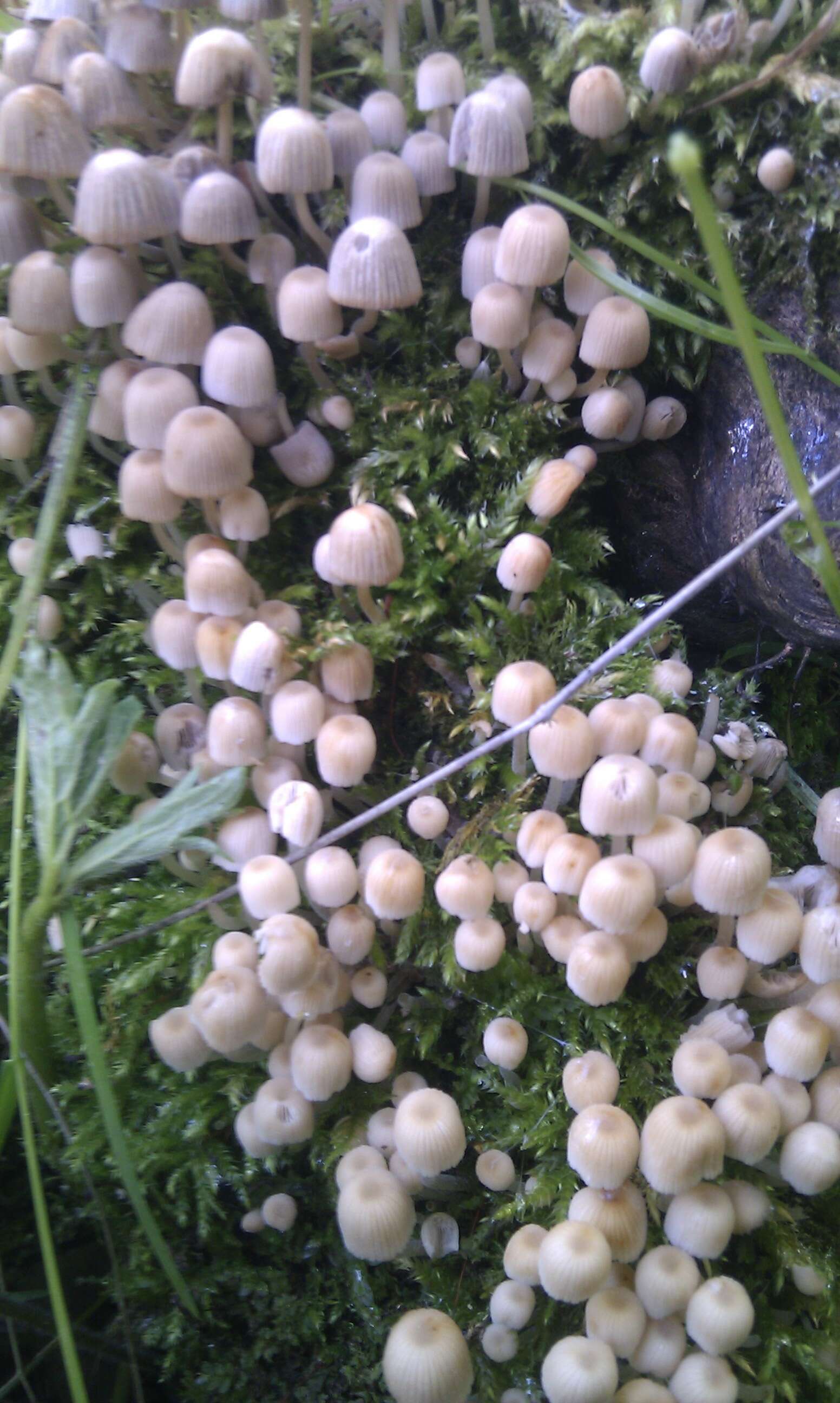 Image of Trooping Inkcaps