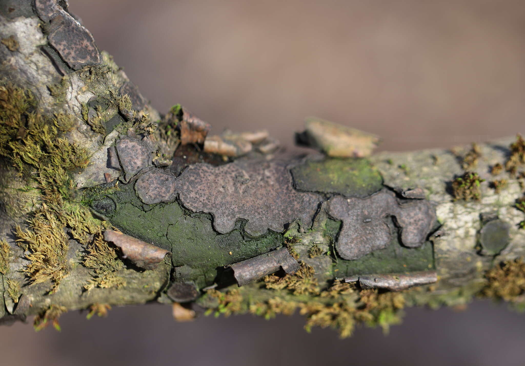 Image de Biscogniauxia granmoi Lar. N. Vassiljeva 1998