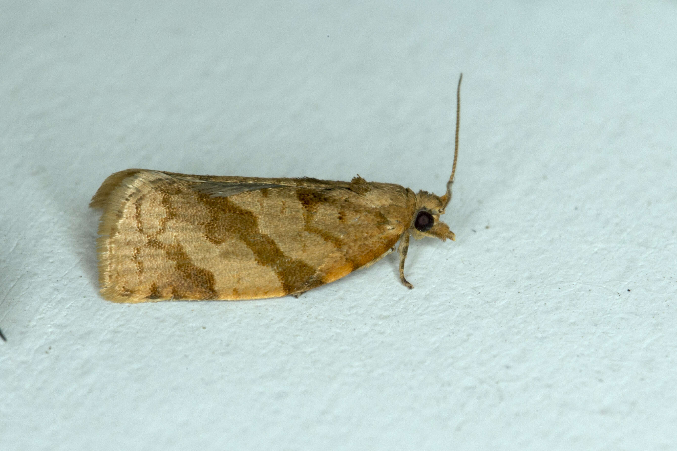 Image of summer fruit tortrix