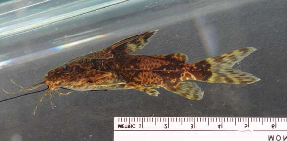 Image of Synodontis batesii Boulenger 1907