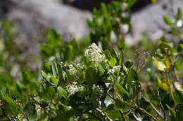 Ceanothus velutinus Dougl. resmi