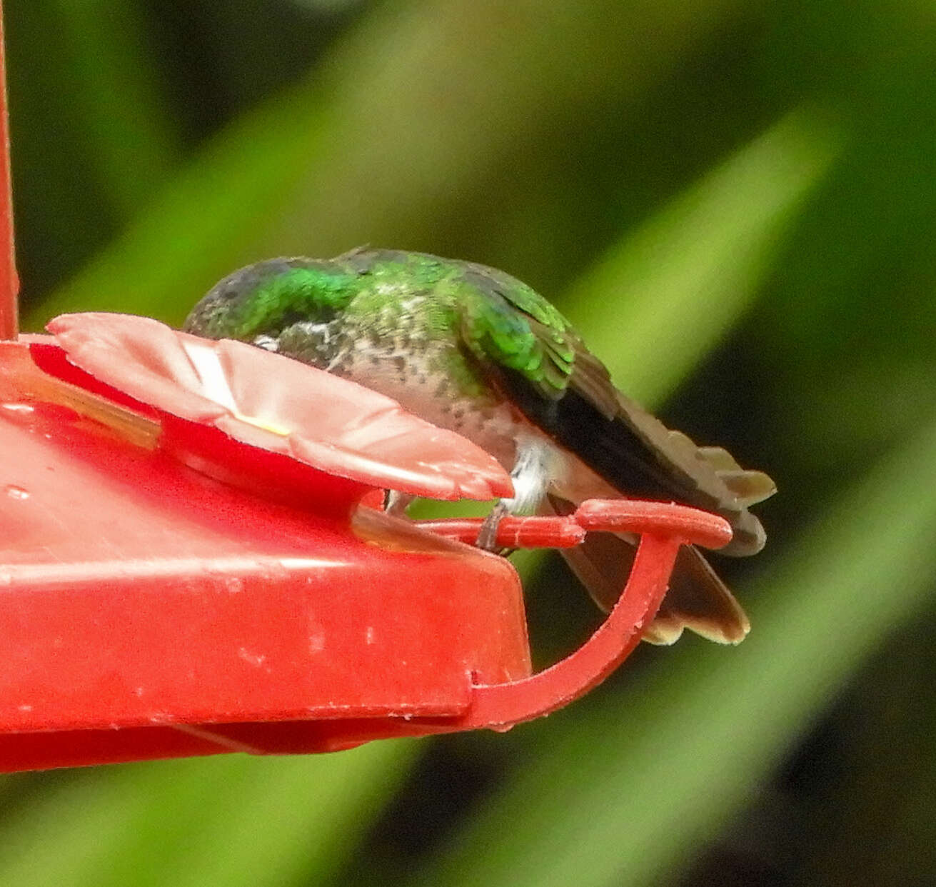 Image of White-bellied Mountain-gem