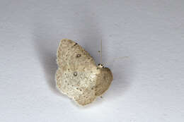 Image of birch mocha