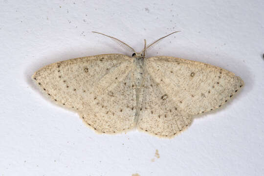 Image of birch mocha