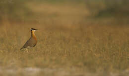 Image of Indian Courser