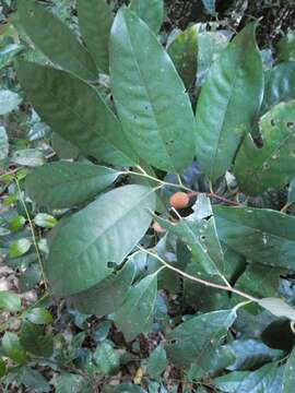 Image of Myristica globosa subsp. muelleri (Warb.) W. J. J. O. de Wilde