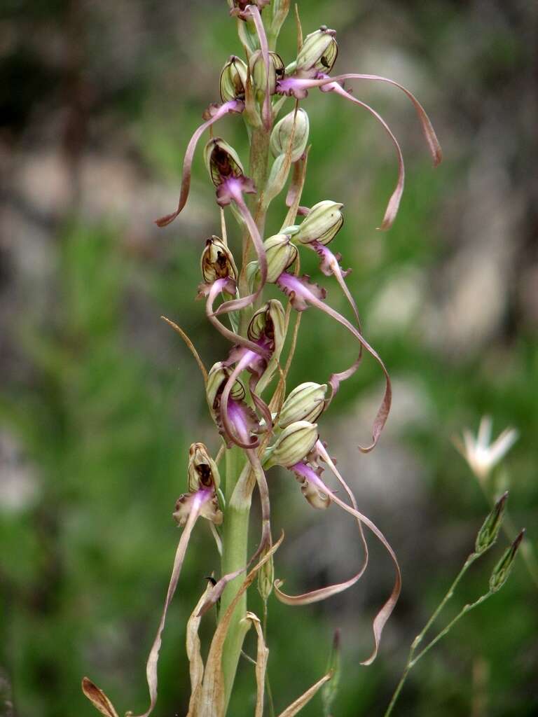 Image of Himantoglossum caprinum (M. Bieb.) Spreng.