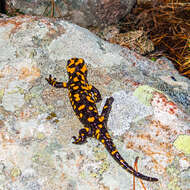 صورة Salamandra corsica Savi 1838