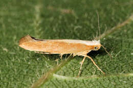 Imagem de Argyresthia albistria Haworth 1828