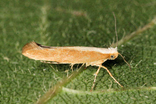 Image of Argyresthia albistria Haworth 1828