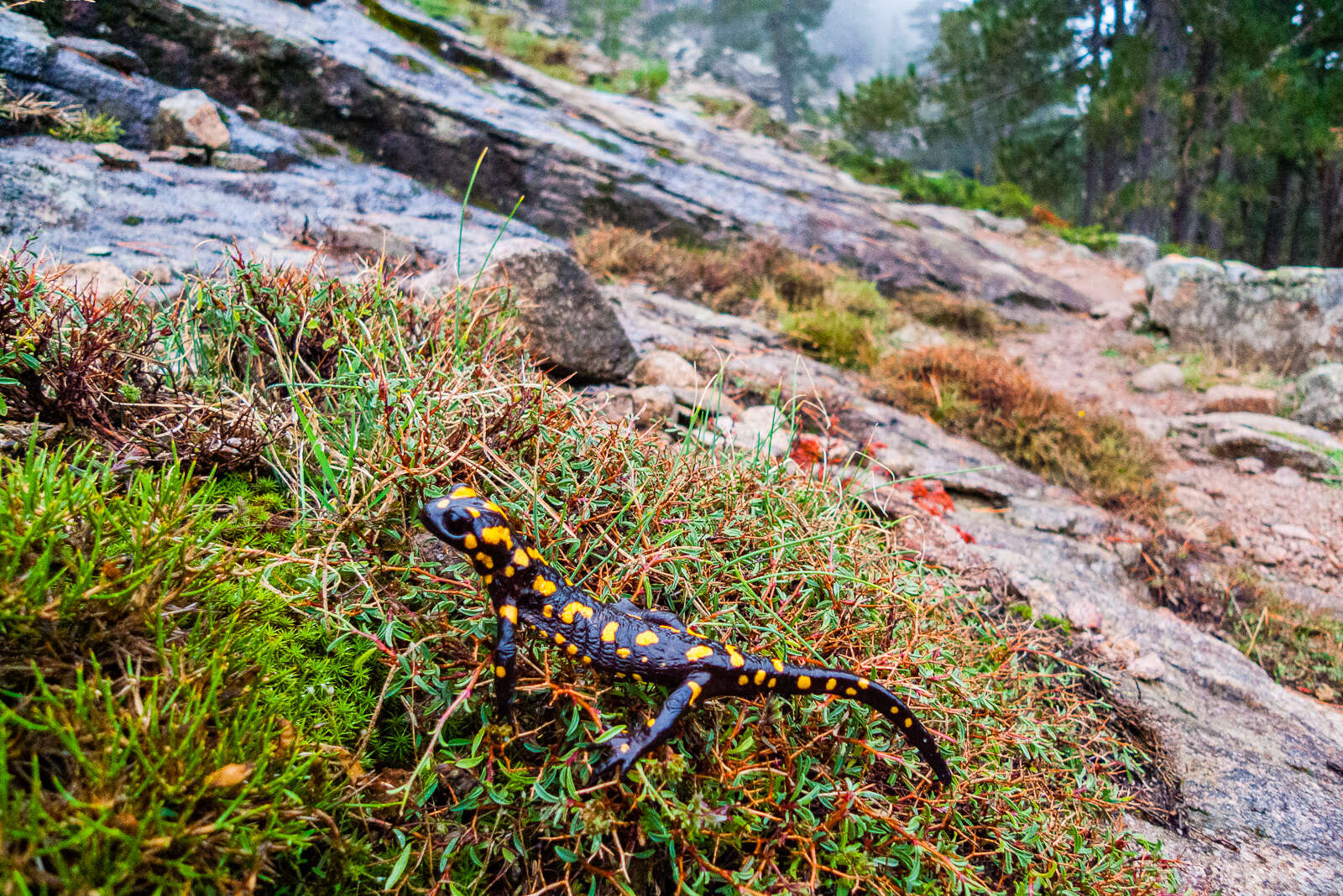 صورة Salamandra corsica Savi 1838