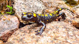 صورة Salamandra corsica Savi 1838