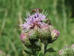 Image of Empis livida Linnaeus 1758