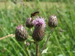 Image of Empis livida Linnaeus 1758