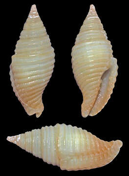 Image of Pseudonebularia silviae (H. Turner 2007)