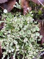 Plancia ëd Cladonia ramulosa (With.) J. R. Laundon