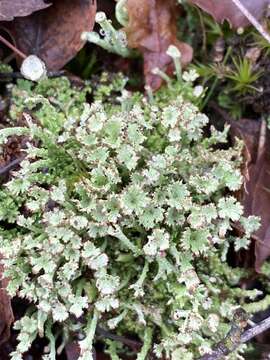 Plancia ëd Cladonia ramulosa (With.) J. R. Laundon