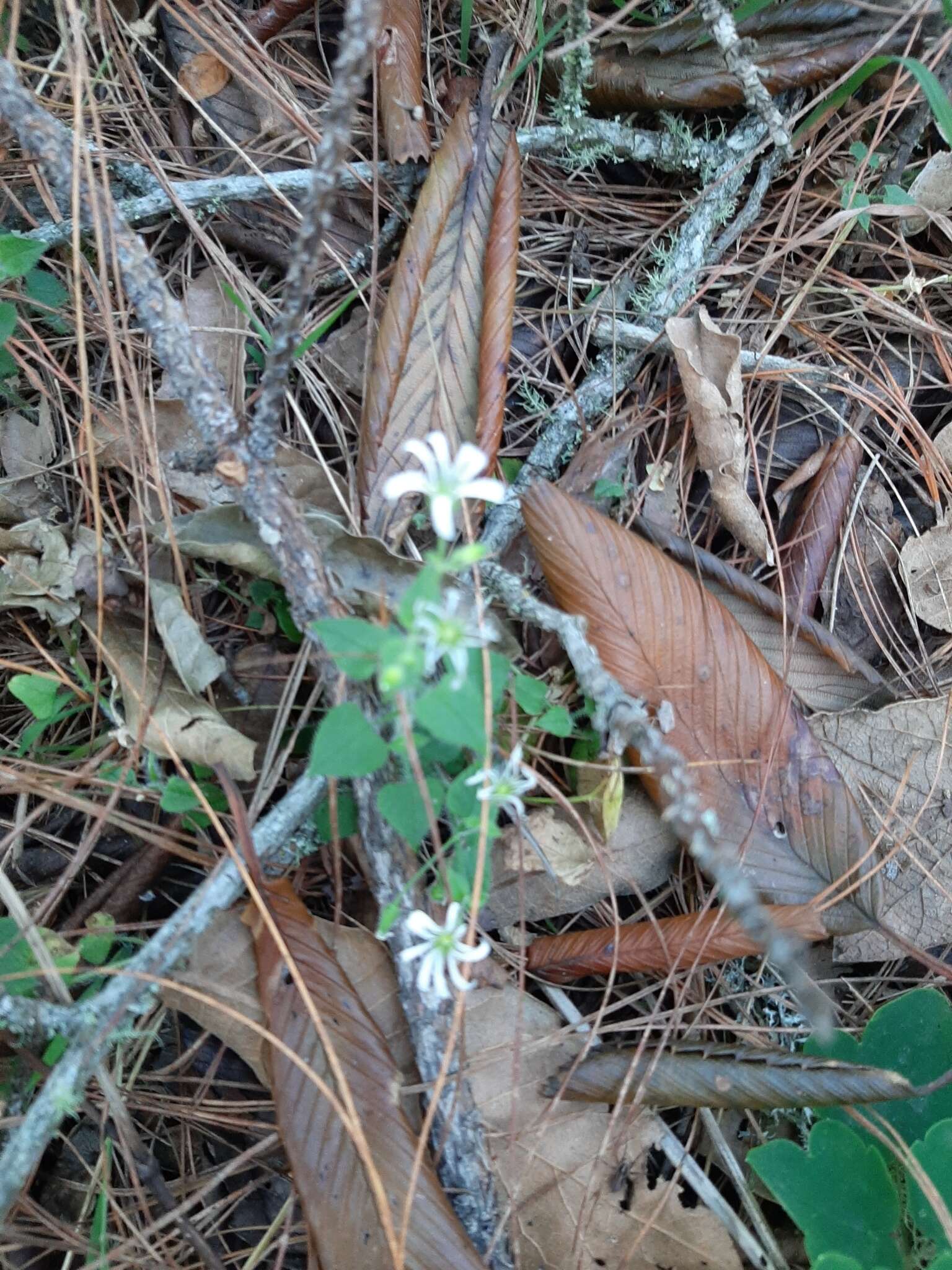 Imagem de Stellaria cuspidata Willd. ex Schltdl.